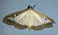 Box Tree Moth Cydalima perspectalis GT