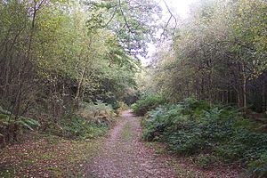 Bridleway in Scords Wood - geograph.org.uk - 1536434.jpg