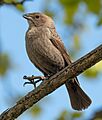 Brown headed cowbird female in JBWR (25490)