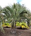 Butia yatay kz1