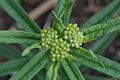 Butterfly Weed Asclepias tuberosa Flower Buds 3008px