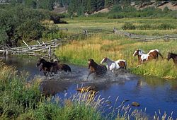 Horses running through the creek on the McDonald Ranch, September 1999