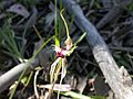Caladenia atrovespa (5090971253)