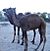 Camel-Desert animal.jpg