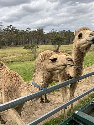 Camels Tasmania