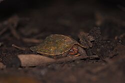 CaneTurtle DSC 3810