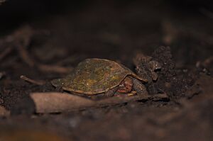 CaneTurtle DSC 3810