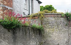 Centranthus ruber growing on wall (Ireland)