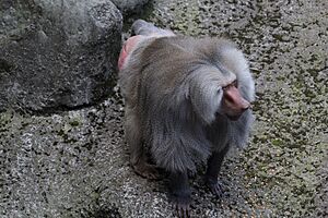 Chapultepec Zoo - Hamadryas baboon.jpg