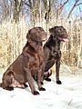 Chocolate Labrador Retrievers pair