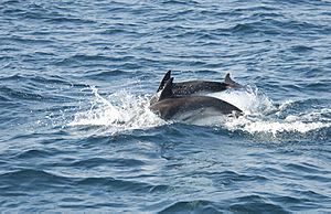 Common Dolphins, Gibraltar