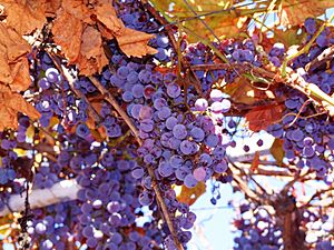 Concord Grapes on vines