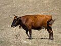 Corriente cow black face