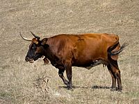Corriente cow black face.jpg