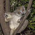 Crowned lemur (Eulemur coronatus) female 2