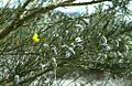 Cytisus striatus 2