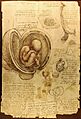 Da Vinci Studies of Embryos Luc Viatour