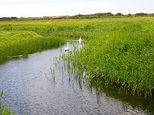 Dengemarsh Sewer - geograph.org.uk - 448997