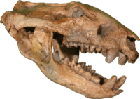 Didelphodon Skull Clean.png
