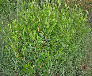 Dodonaea viscosa (Hopbush) in Hyderabad, AP W IMG 9823