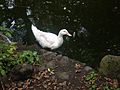 Duck near pond