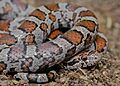 Eastern Milk Snake (Lampropeltis triangulum triangulum) (27916193197)