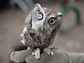 Eastern screech owl rehabilitated after eye injury (44333)