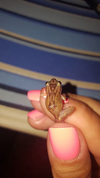 Eleutherodactylus cochranae 20218517