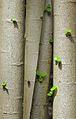 Entelea arborescens (Whau) trunks with epicormic shoots