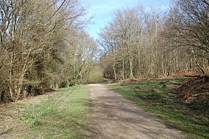 Entrance to Darwell Wood from Cackle street - geograph.org.uk - 1204317.jpg