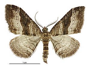 Epyaxa lucidata male.jpg