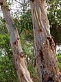 Eucalyptus diversifolia - trunk bark