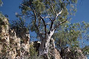 Eucalyptus umbrawarrensis.jpg