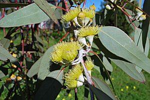 Eucalyptus woodwardii (1)