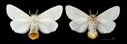 Euproctis chrysorrhoea MHNT.CUT.2012.0.357 Claix (Isère) Female