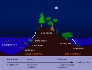 Evolution of seagrasses Pengo