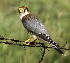Falco chicquera