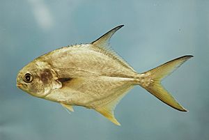 Fish4502 - Flickr - NOAA Photo Library