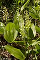 Flower buds Maianthemum canadense