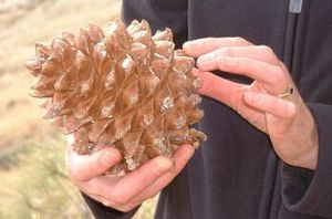 FoothillPineCone