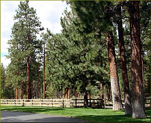 Forest, Sisters, OR 9-1-13zc (9880051794)