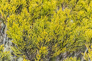 Halocarpus bidwillii in Rangipo Desert 02