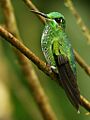 Heliodoxa jacula (female) taxobox