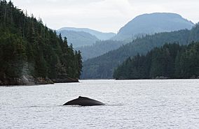 Humpback Whale, Broughton Archipelago, BC.jpg