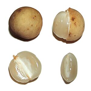 Lansiumdomesticumfruit