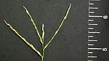 Large-crabgrass-11258-seedhead2
