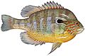 Lepomis megalotis2 (white background)
