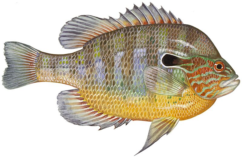 Lepomis megalotis2 (white background)