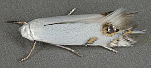 Leucoptera spartifoliella, Borras Quarry, North Wales, June 2012 (20659461295).jpg