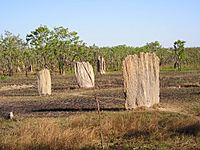 Litchfield National Park-Termite mounds